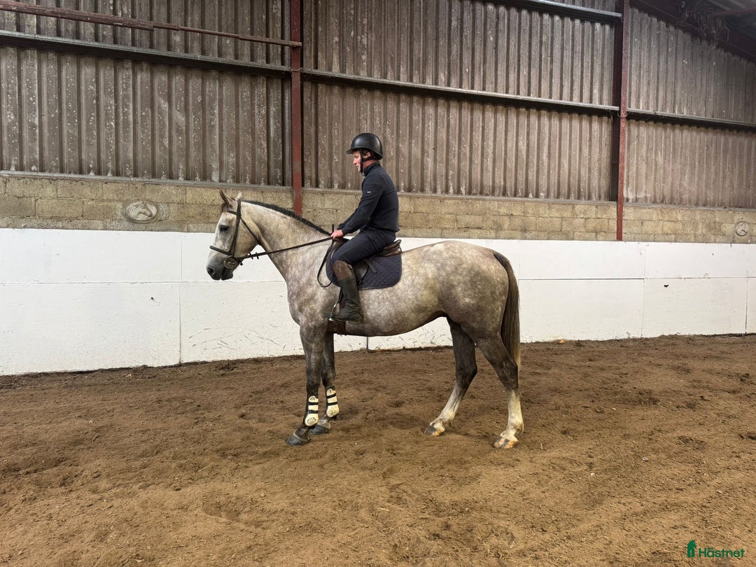 Allround hästar till salu: Alrounder/ Showjumping Horse  i Vrigstad - Annons 5