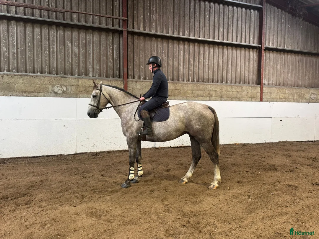 Allround hästar till salu: Alrounder/ Showjumping Horse  i Vrigstad - Annons 5