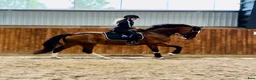 Allround hästar till salu: Ambitiös och positiv häst för hopp och dressyr  - Annons 3