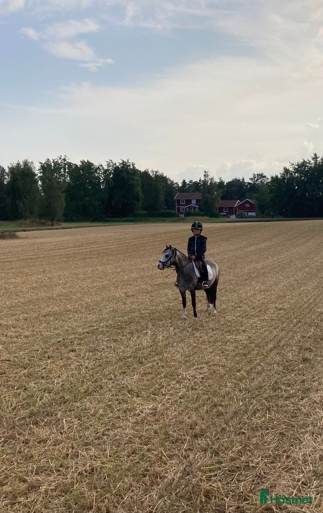 Allround hästar till salu: Welshmountainsto född 2022 i Linköping - Annons 5