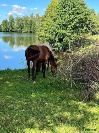 stallplats i Skövde - Annons 17