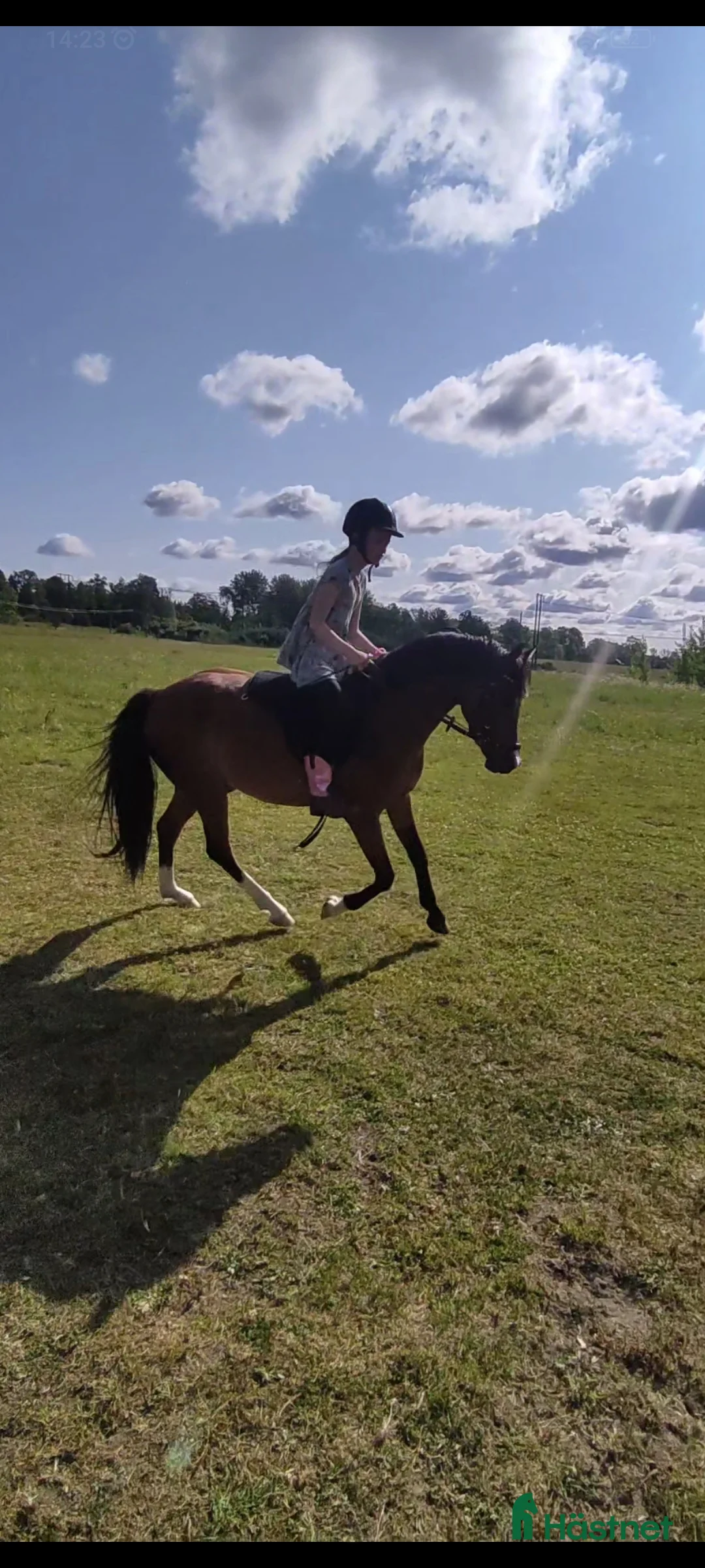 Allround hästar sökes: Äldre läromästare sökes (ponny eller storhäst) - Annons 3