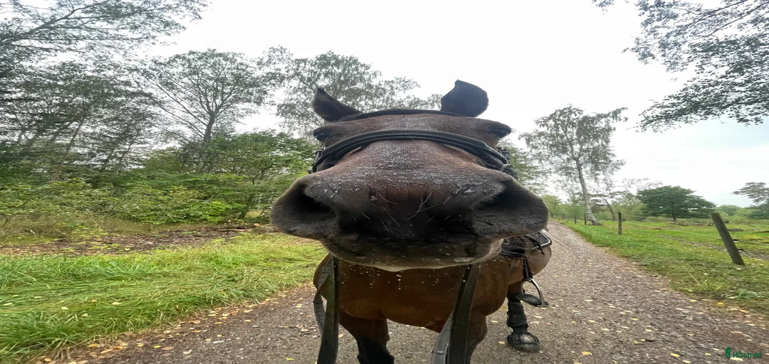 Galleribild {{count}}