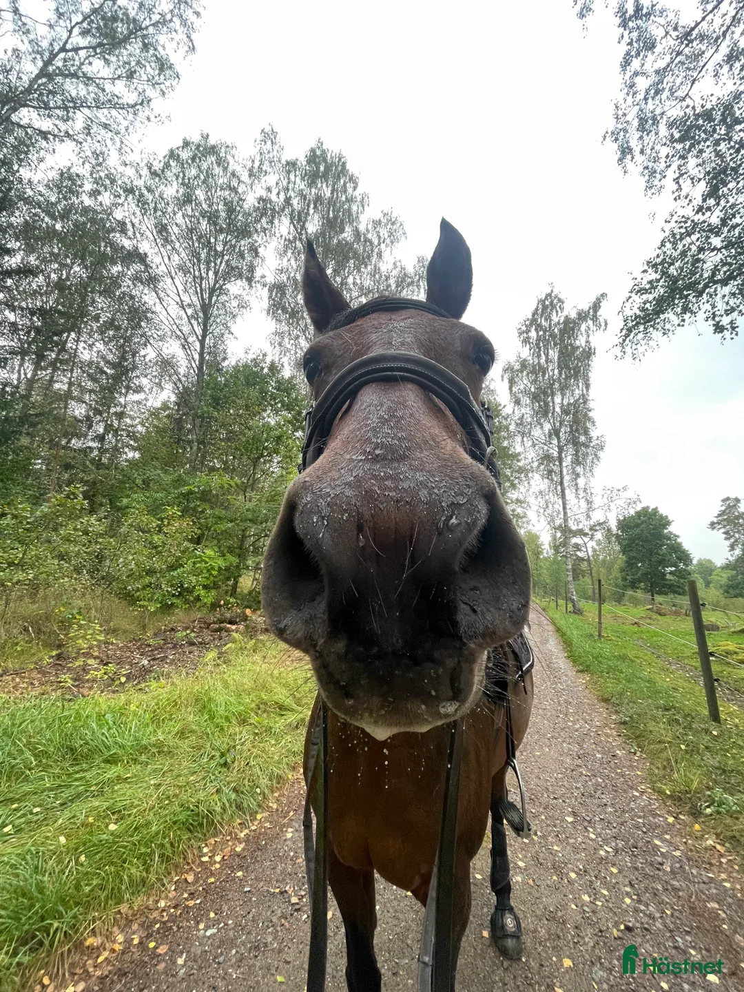 Galleribild {{count}}