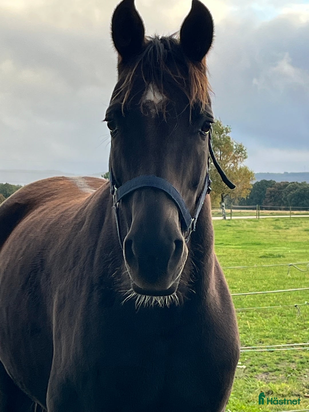 Avelshästar hästar till salu: Bonds/Fürst Heinrich i Klippan - Annons 2