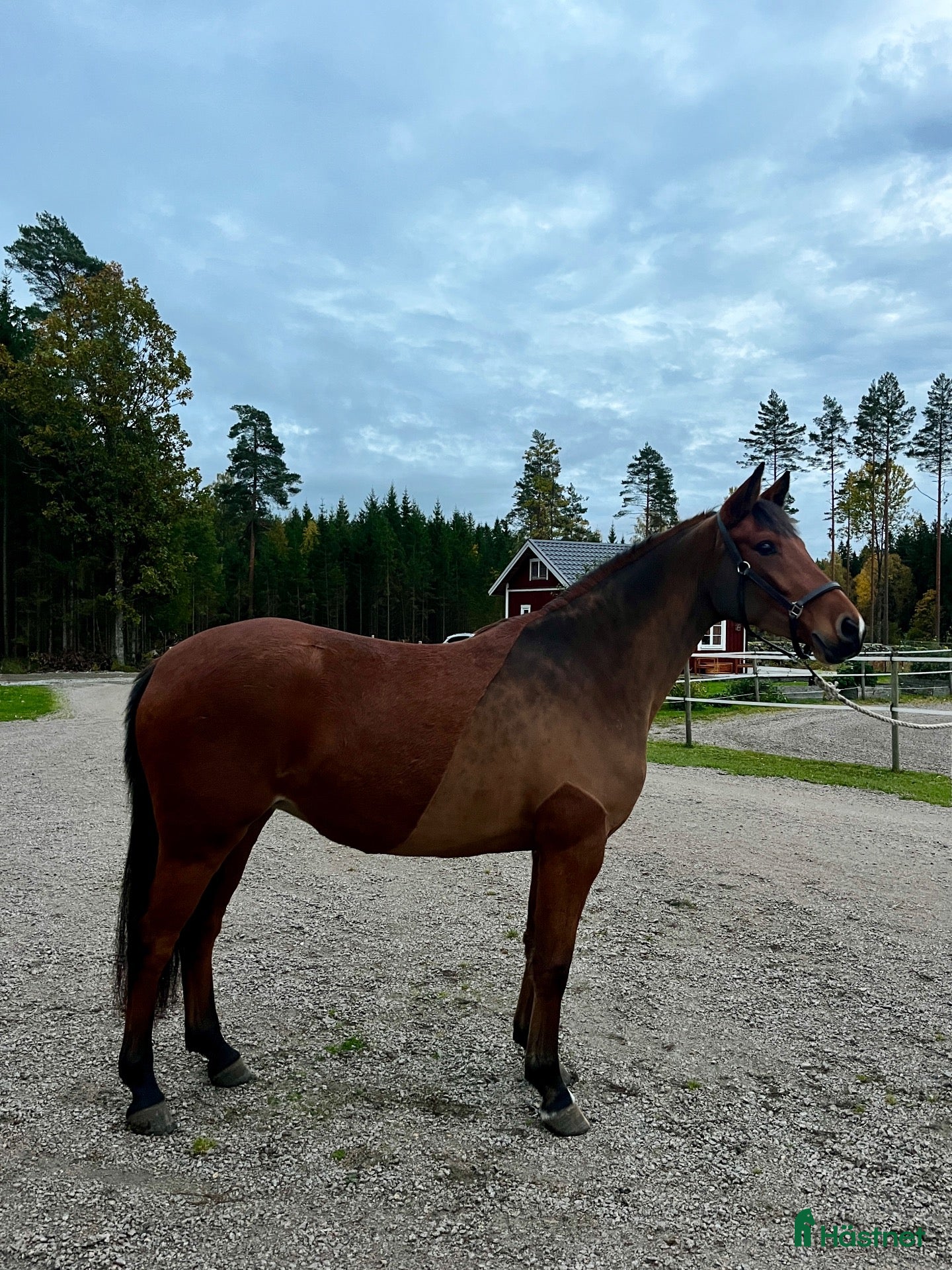  hästar till salu: Lovande ungsto med toppstam - Annons 5