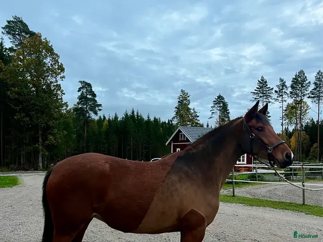hästar till salu: Lovande ungsto med toppstam - Annons 5