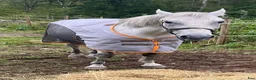 Allround hästar till salu: Lipizzanare D-ponny - Annons 3