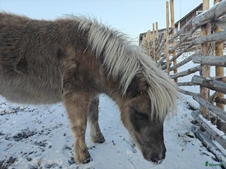 hästar Supersocial Miniatyr i Visingsö - Annons 1