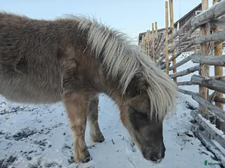 Övrigt hästar till salu: Supersocial Miniatyr - Annons 2