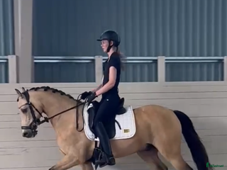 hästar FEI ponny till salu! i Växjö - Annons 11