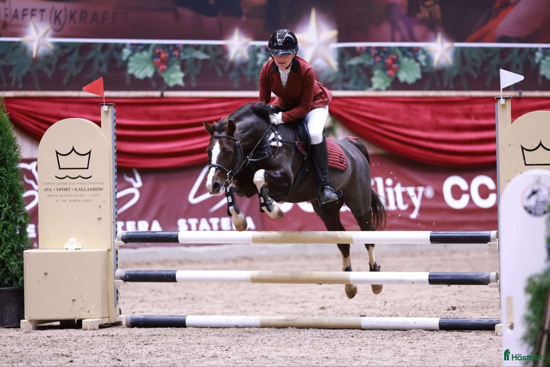 Allround hästar till salu: Den bedste første gangs pony  - Annons 6