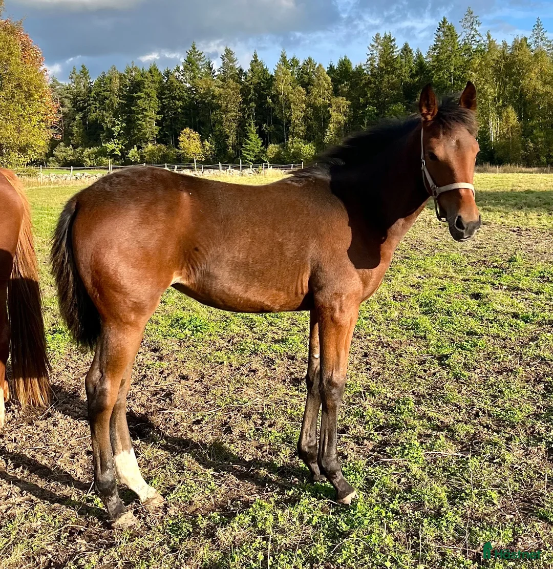 Trav hästar till salu: Årsföl e. Very Kronos  - Annons 1