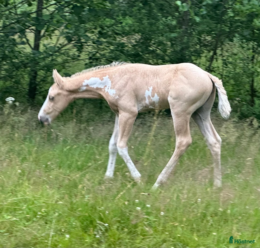 Western hästar till salu: Hingstämne? i Bredared - Bild 4
