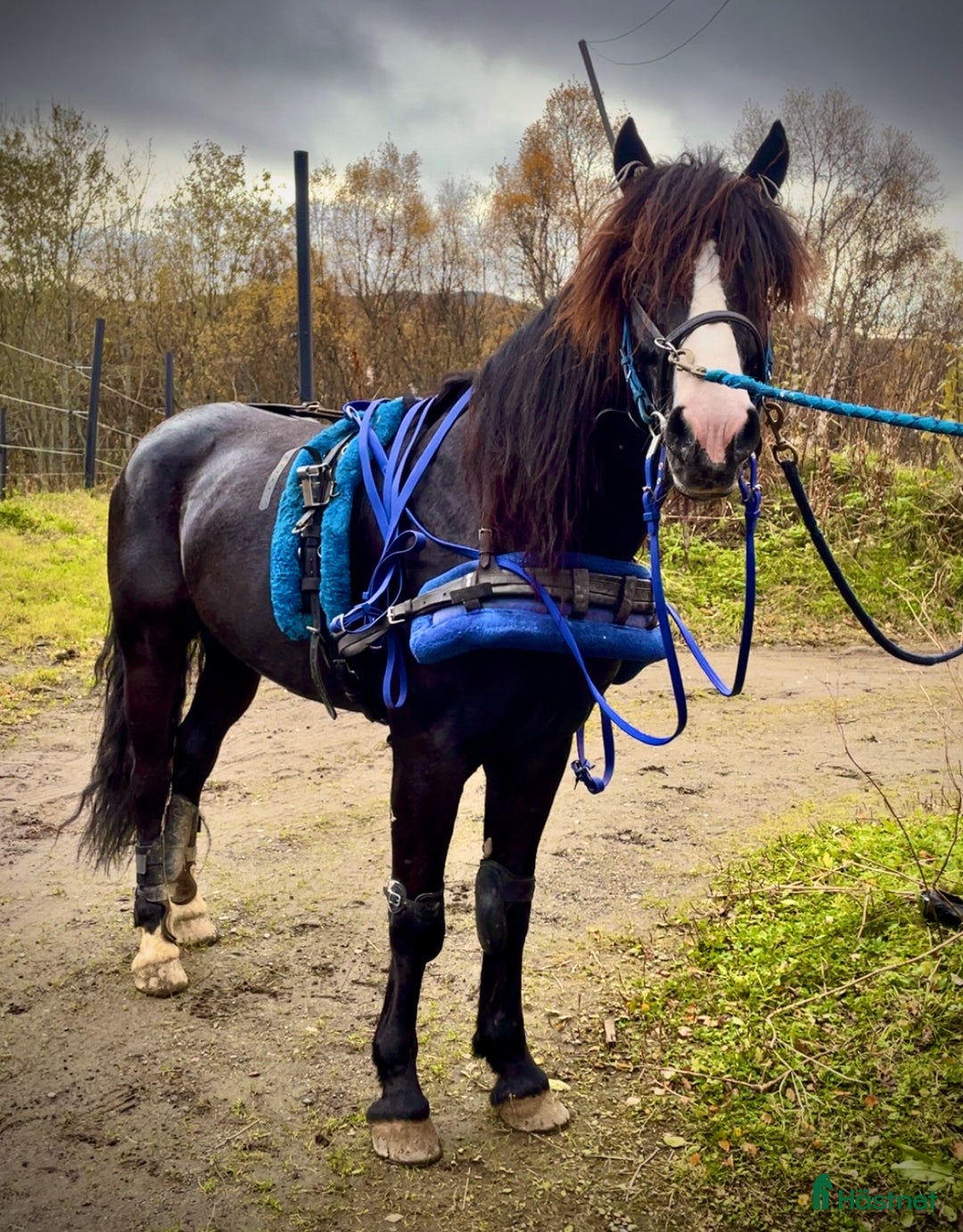 Trav hästar till salu: Kaldblodstraver selges i Harstad - Annons 4