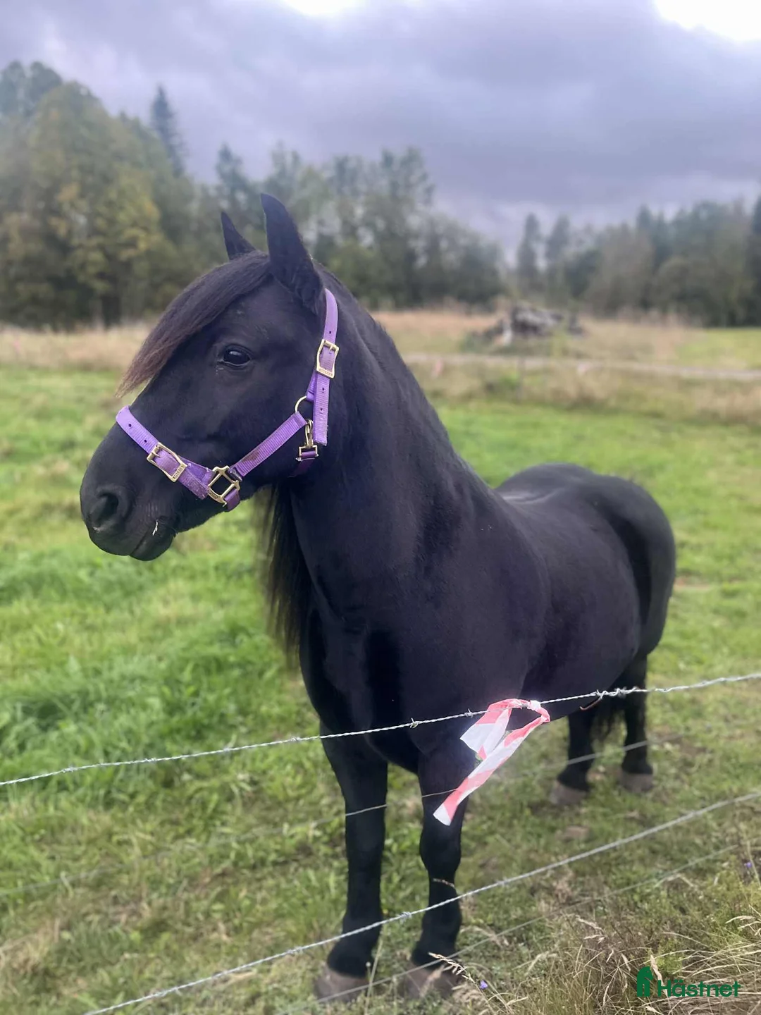 Allround hästar till salu: Världens finaste wonderful magic fellponny  i Ljung - Annons 2