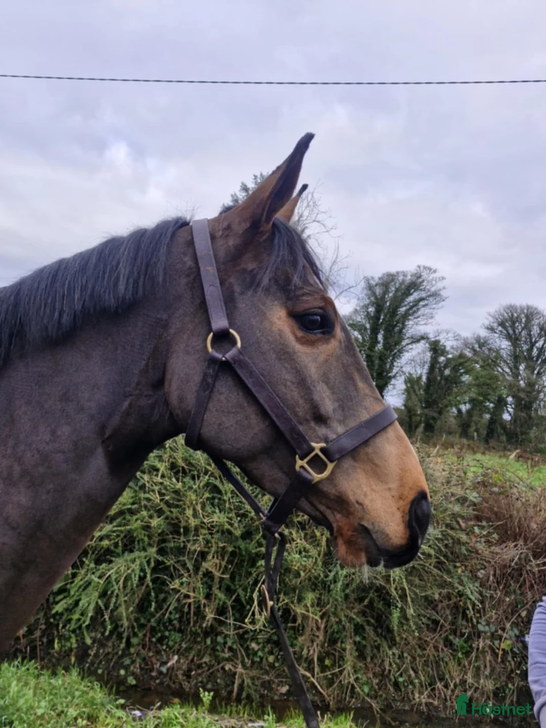 Allround hästar till salu: 6yo Allrounder mare 15,2hh i Ljungby - Annons 16