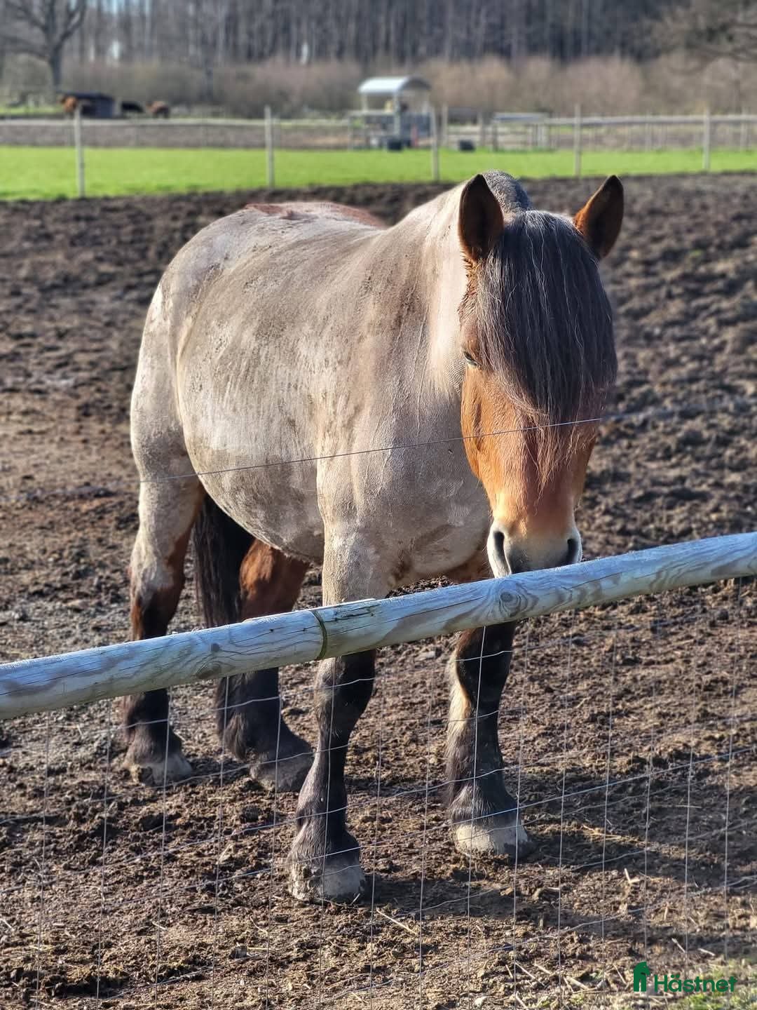 Allround hästar till salu: Ardenner mare i Brösarp - Annons 6