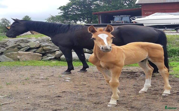  hästar i Uddevalla - Annons 16