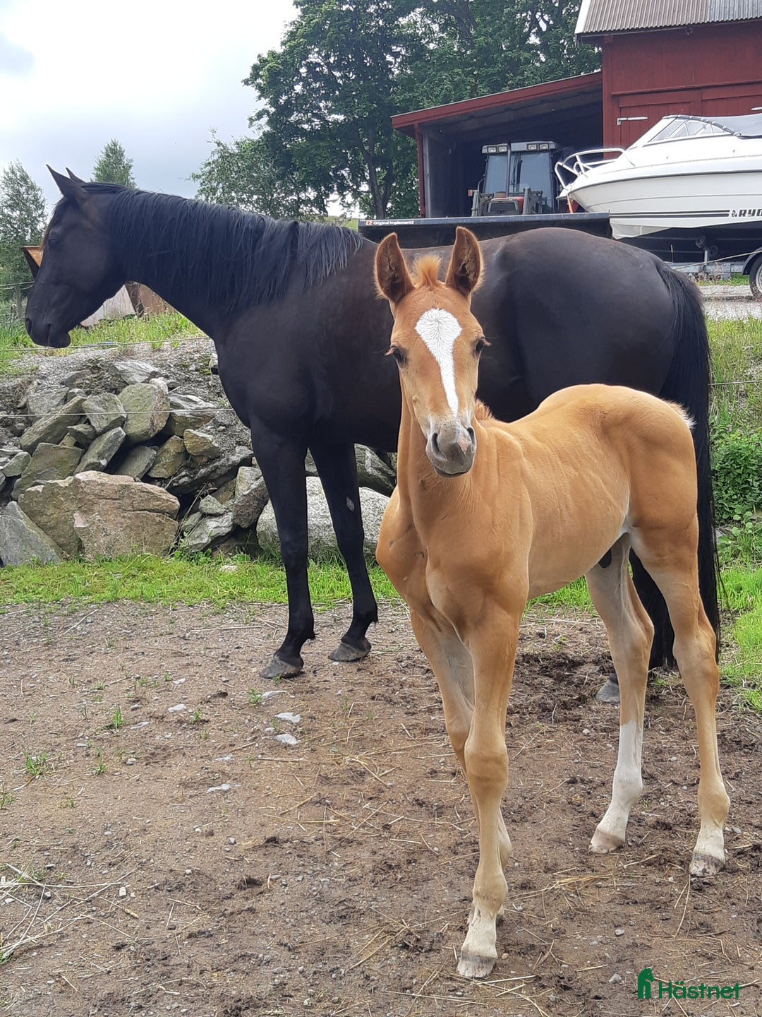 Dressyr hästar till salu: Charmigt hingstföl dressyr.  i Uddevalla - Annons 1