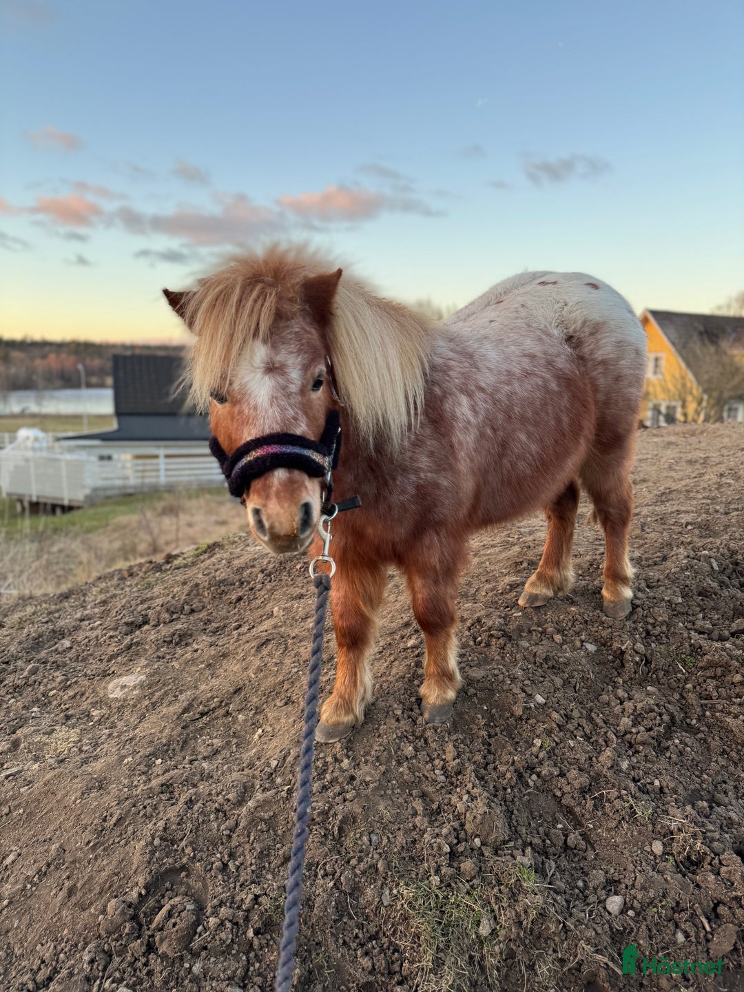 Allround hästar till salu: Rolig minikille i Nygård - Annons 9