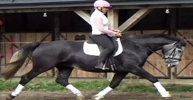  hästar i Örsundsbro - Annons 16