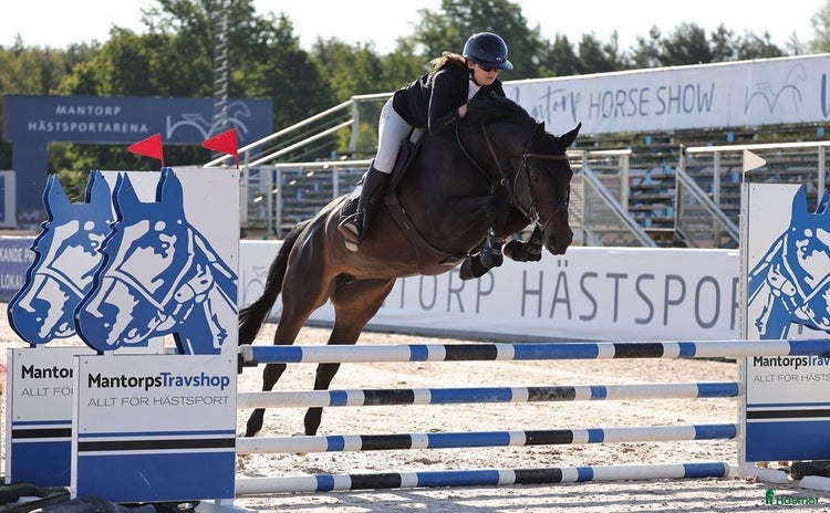  hästar i Linghem - Annons 16