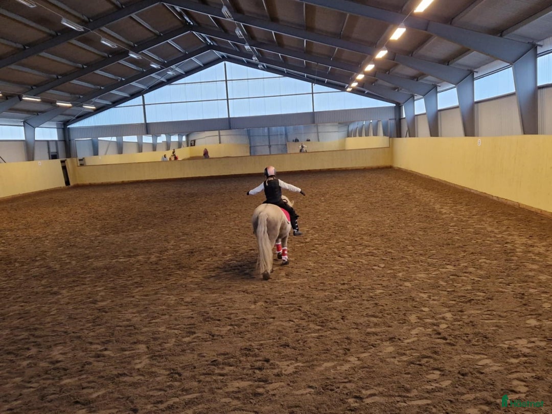 Sällskap hästar till salu: Sällskapsponny samt lättare ridturer! i Växjö - Annons 5