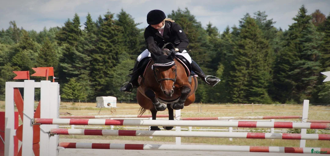 Galleribild {{count}}