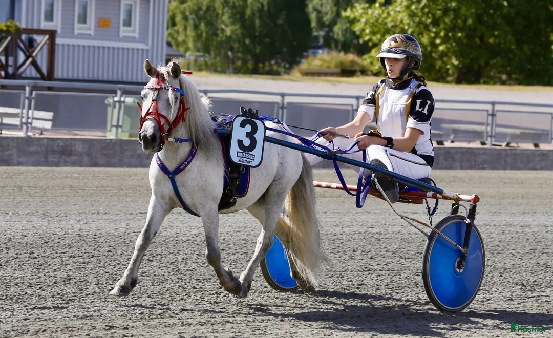 Allround hästar till salu: Sagoponnyn Milo - Annons 2