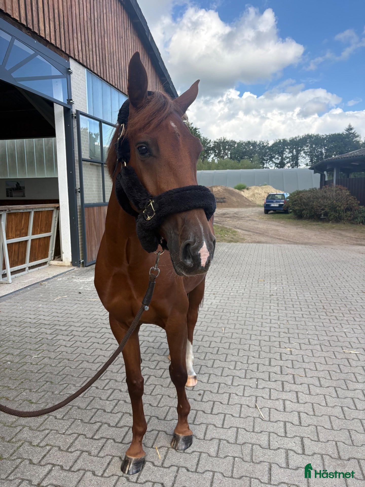  hästar 5 års sto med kvalitet  - Annons 10