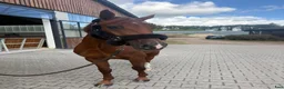 Hoppning hästar till salu: 5 års sto med kvalitet  - Annons 1