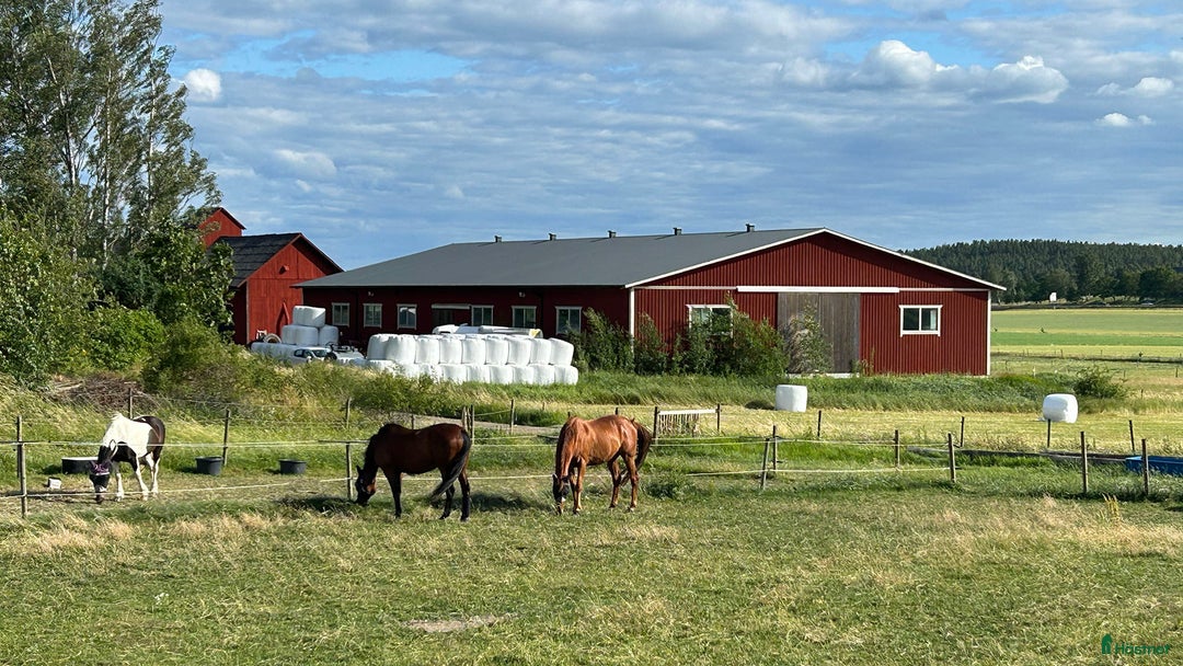  stallplats finnes: Lediga stallplatser Hollstad i Norrköping - Bild 9