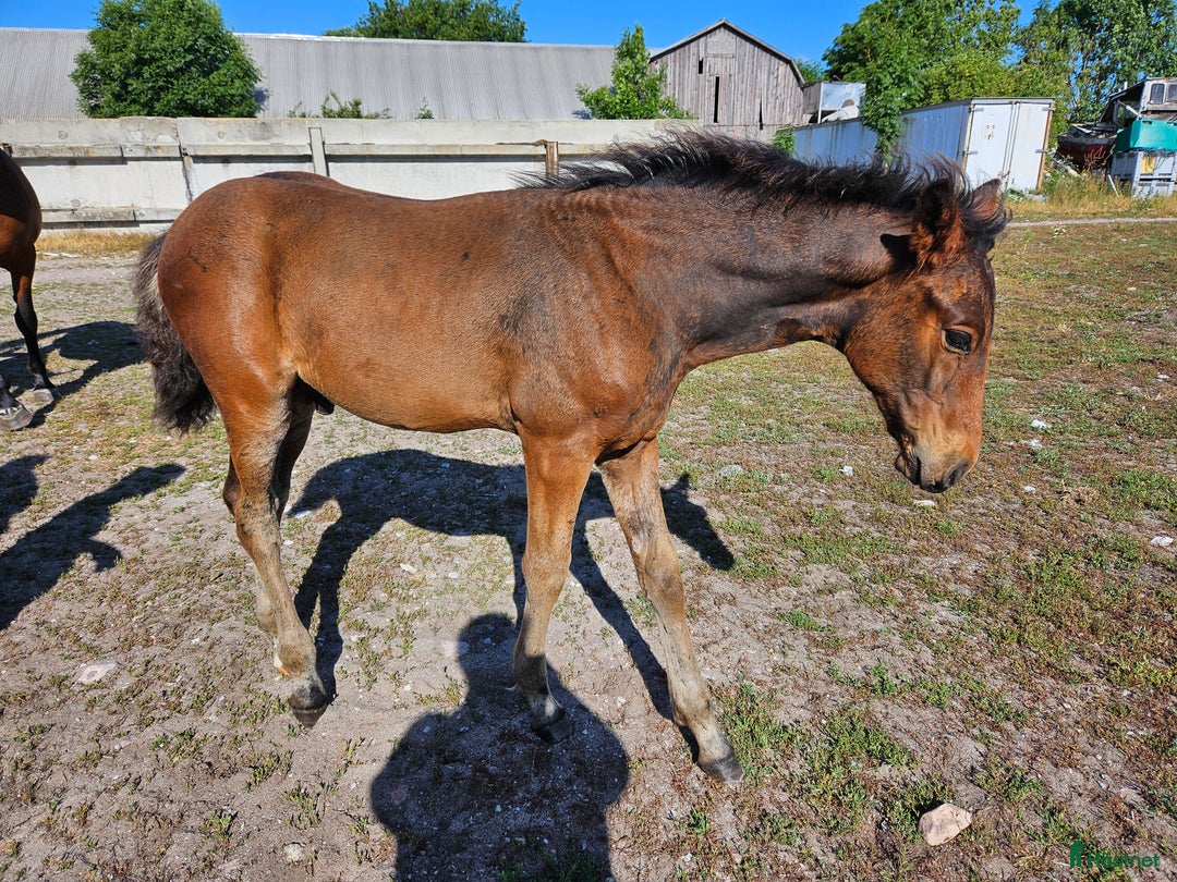 Hoppning hästar till salu: Xör e: Fetcher N (SWB) 1134 i Köpingsvik - Annons 1
