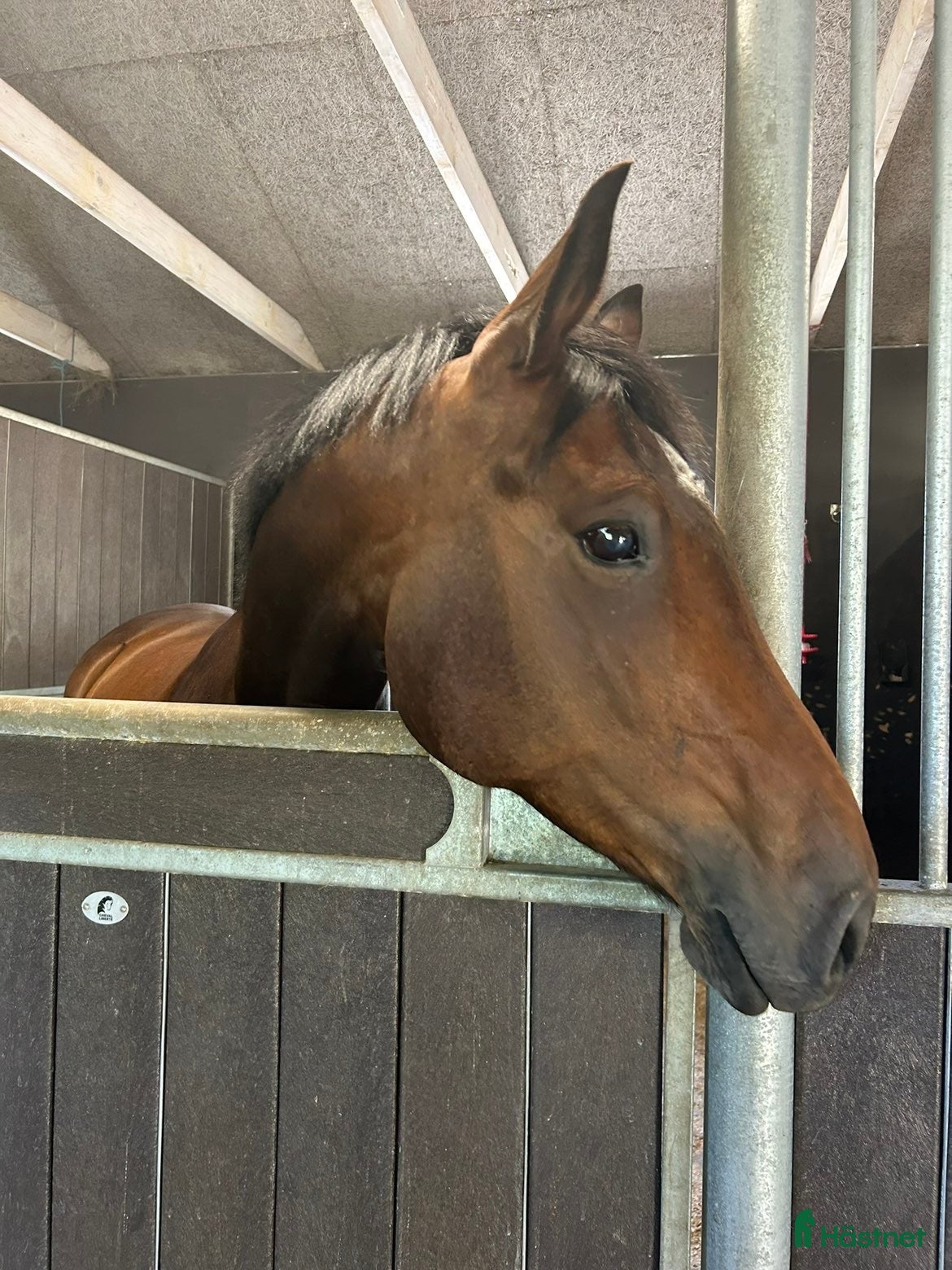  hästar Avelsto e. Benetton Dream  i Trollhättan - Annons 2