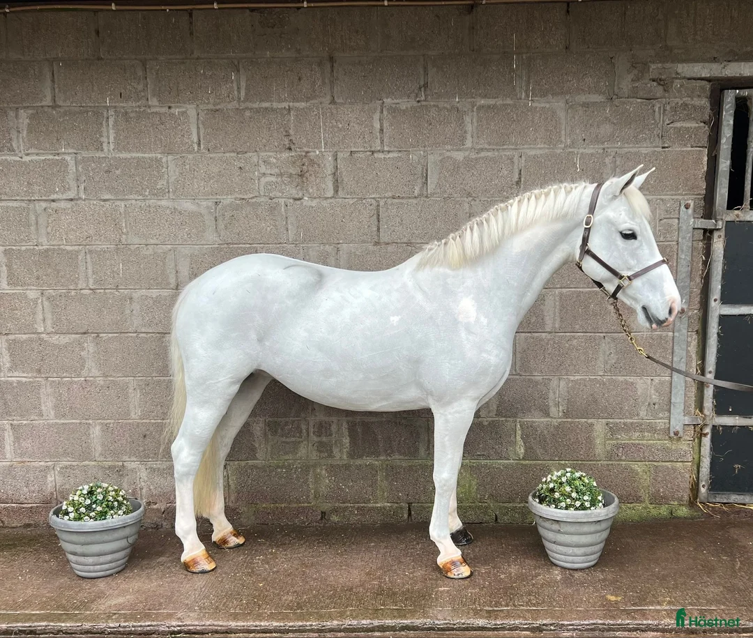 Hoppning hästar till salu: Drömponny till salu! - Annons 1