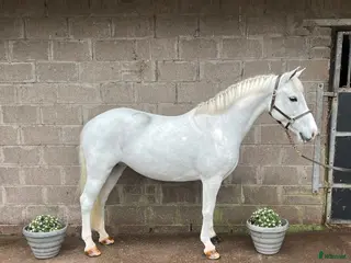 hästar Drömponny till salu! - Annons 4