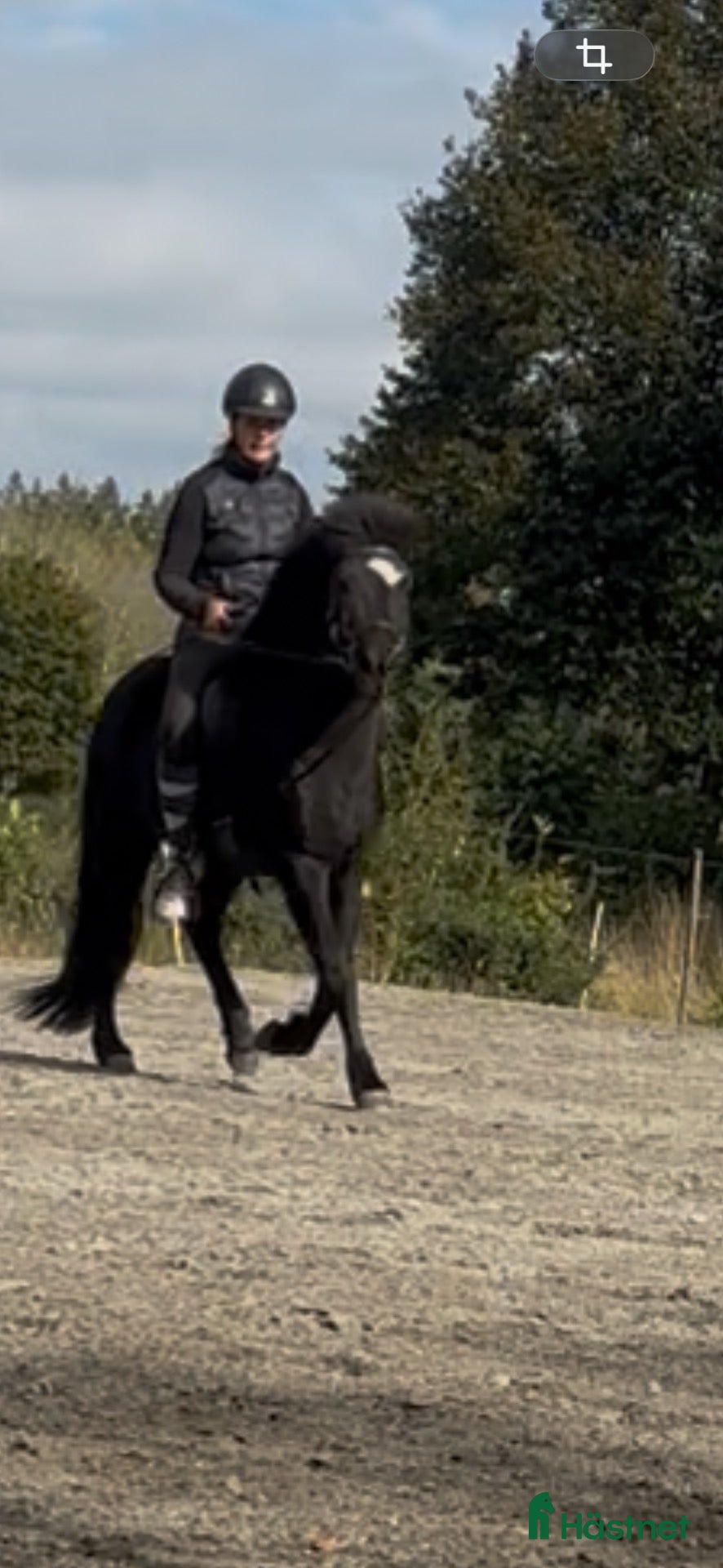  hästar Otroligt charmig valack  - Annons 7