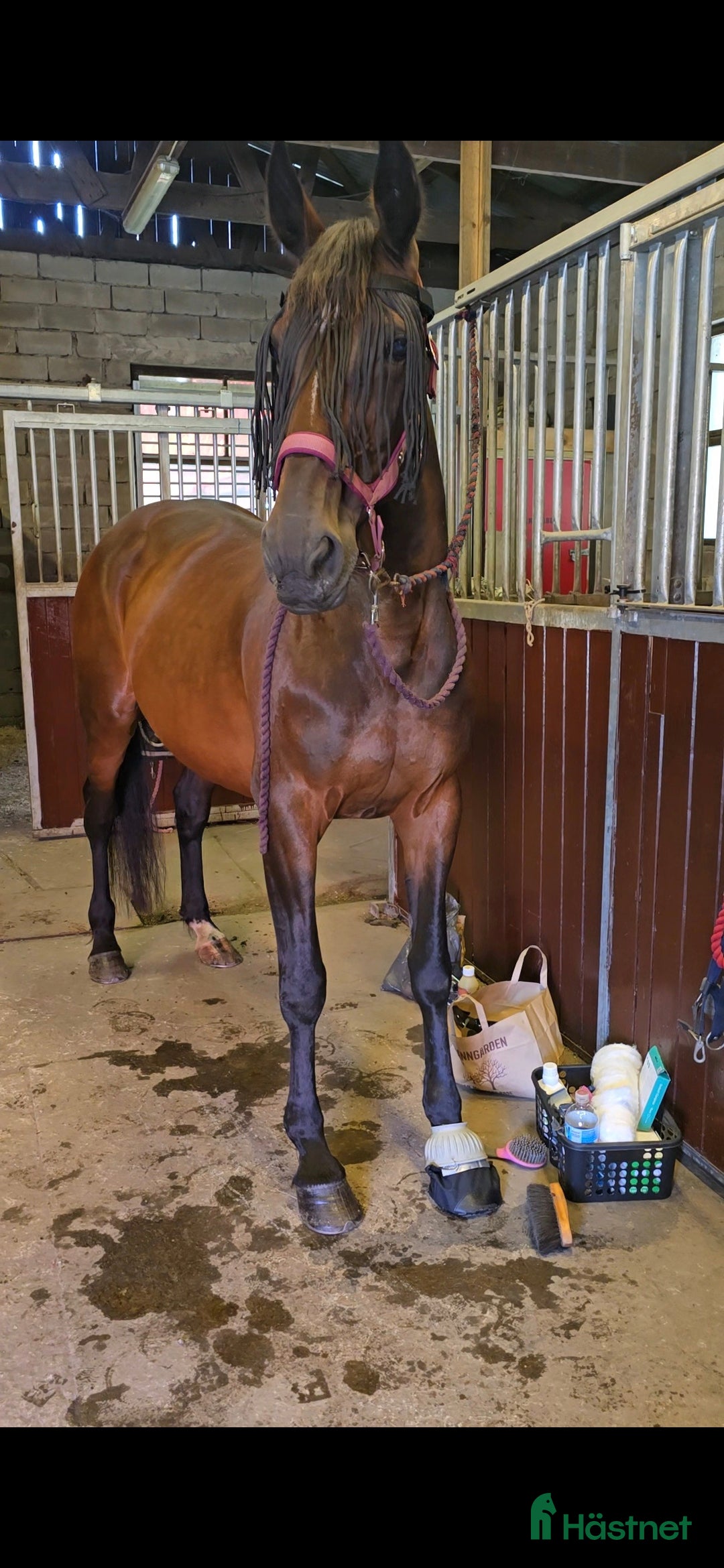 Allround hästar till salu: Fodervärd sökes!  i Björketorp - Annons 3