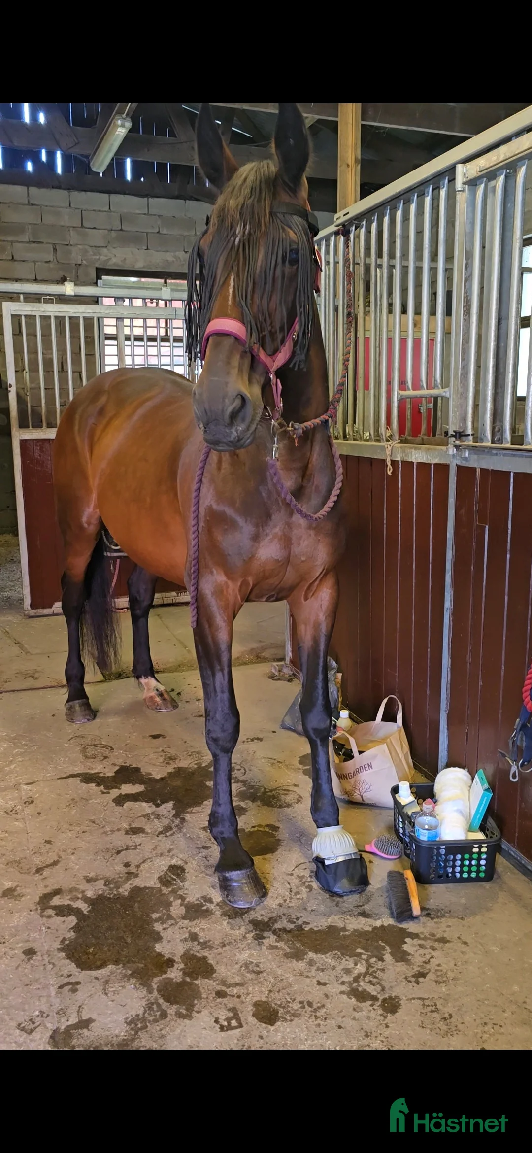 Allround hästar till salu: Fodervärd sökes!  i Björketorp - Annons 3