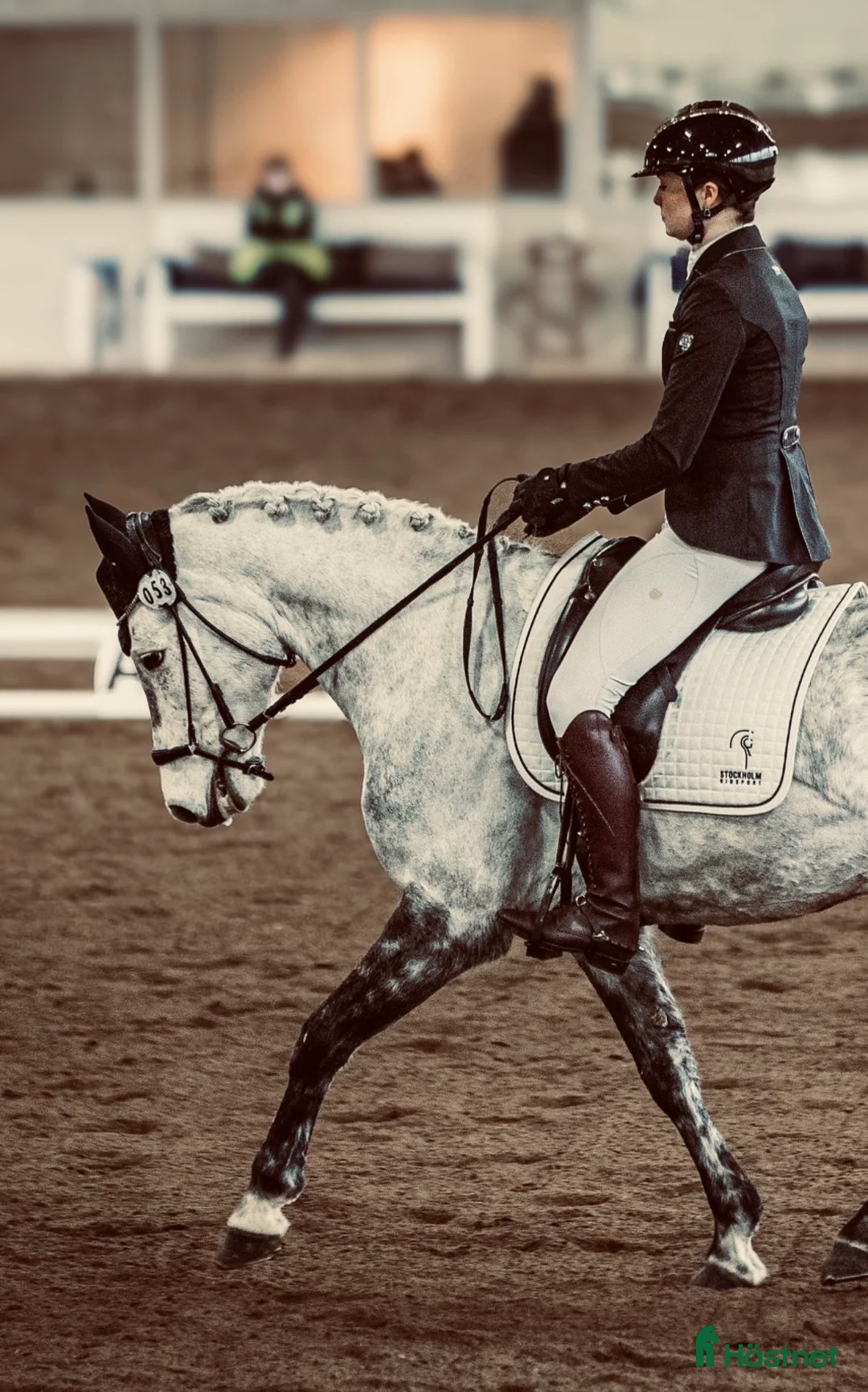 Allround hästar till salu: Valack med utstrålning🦄 - Annons 3