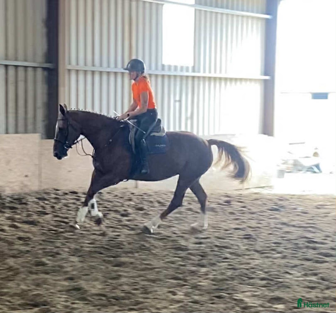 Allround hästar till salu: Solid allrounder 163cm i Ljungby - Annons 18