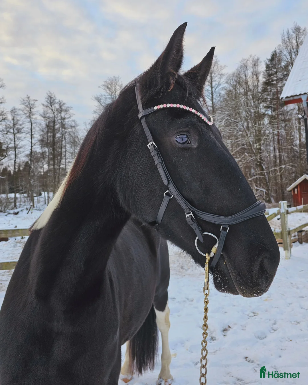 Allround hästar till salu: Vackert Sto i Vimmerby - Annons 13