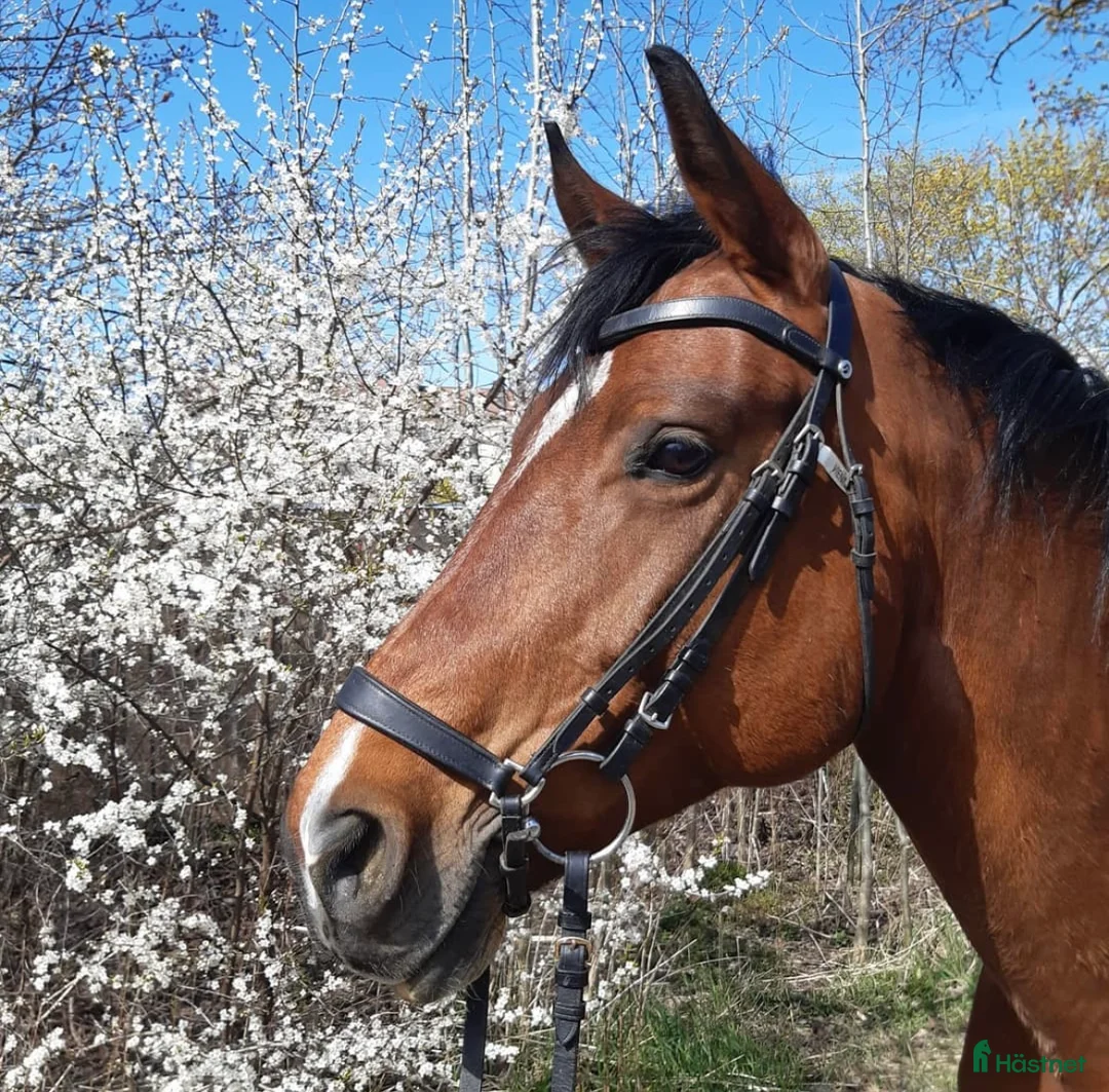 Allround hästar till salu: Vienna i Norrköping - Annons 4