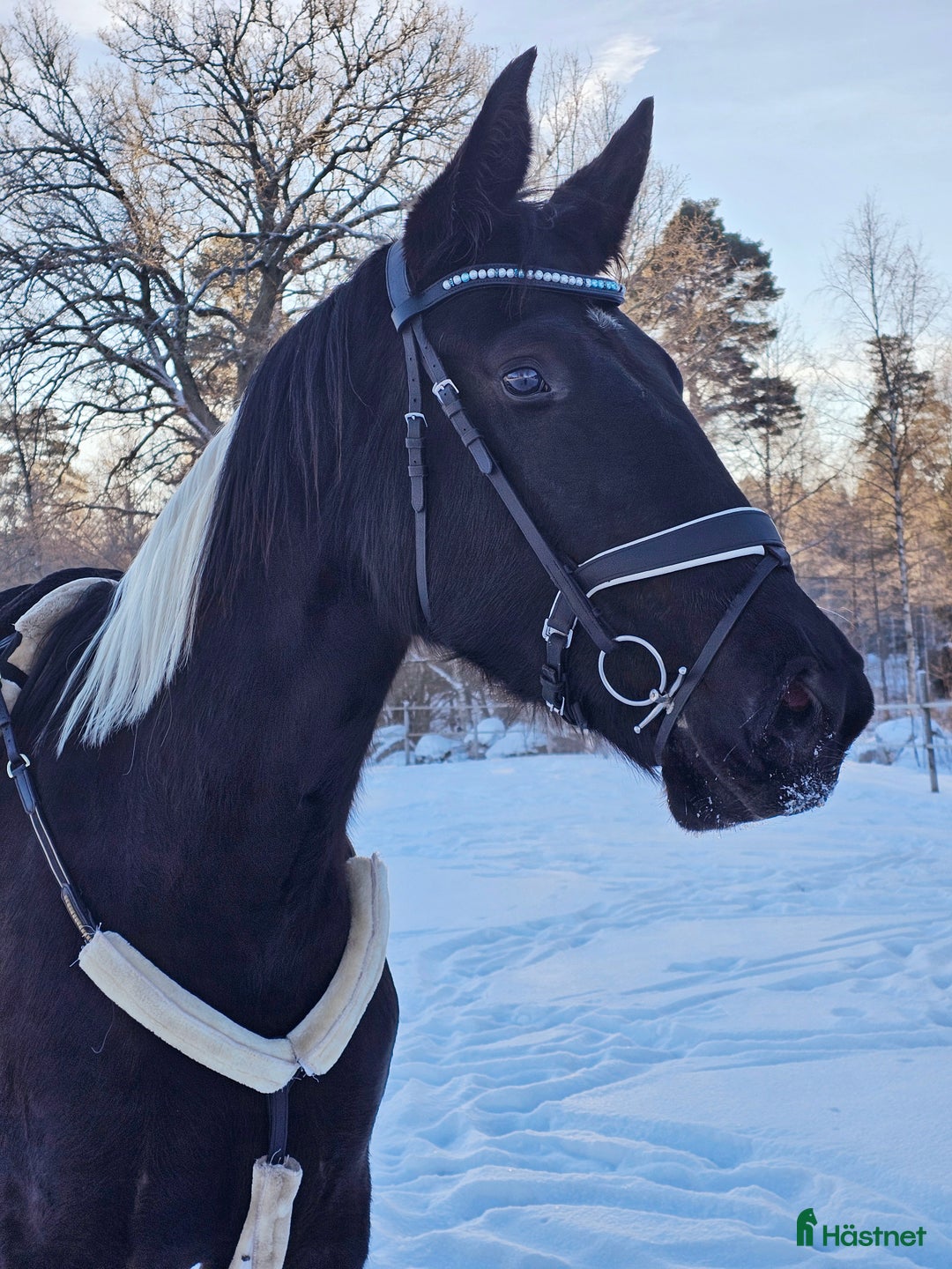 Allround hästar till salu: Vackert Sto i Vimmerby - Annons 12