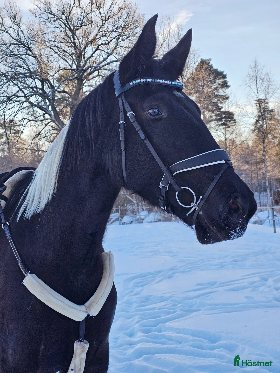 Allround hästar till salu: Vackert Sto i Vimmerby - Annons 12