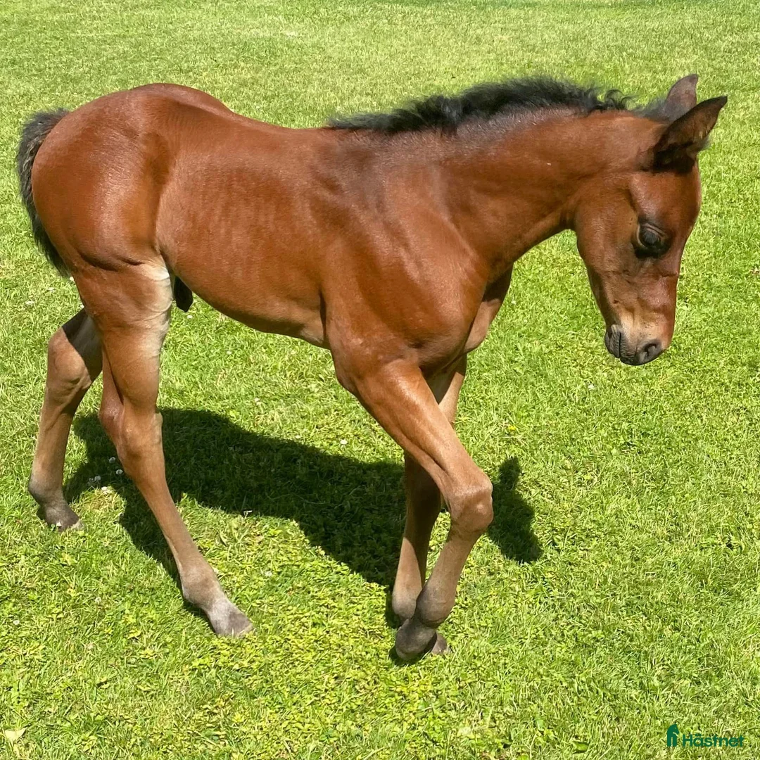Western hästar till salu: DC Boom Be Great i Sävsjö - Annons 8