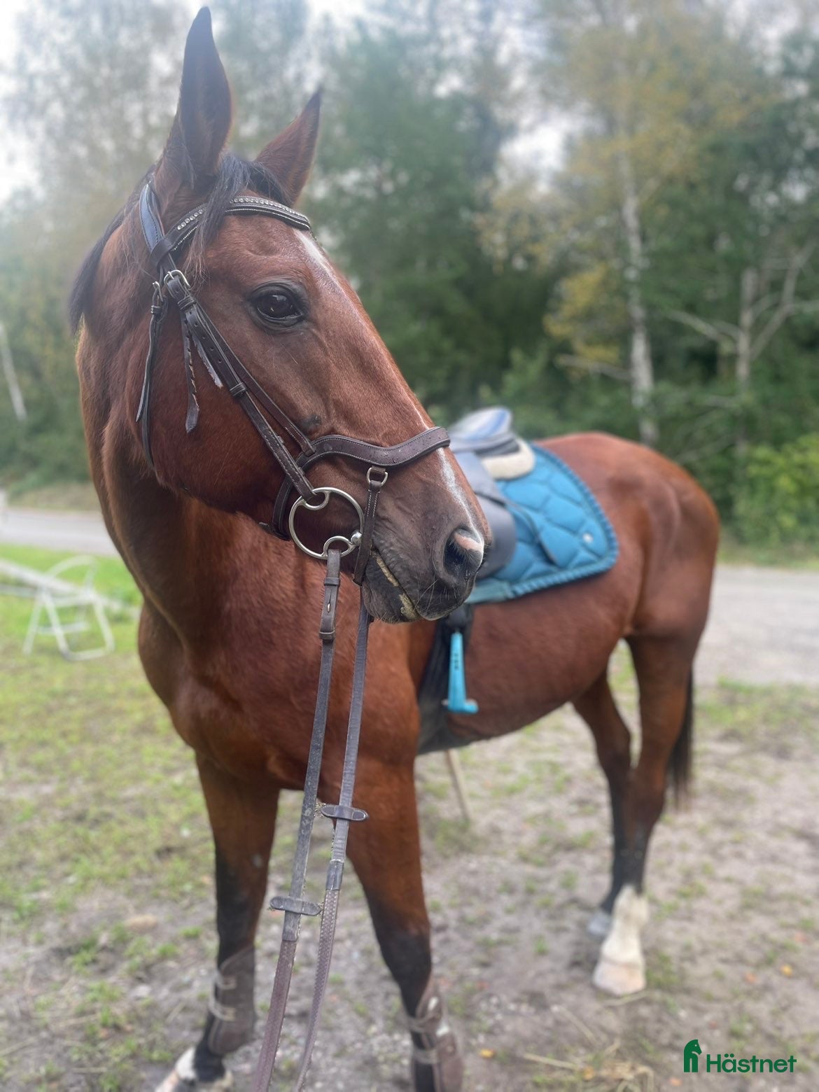  hästar Mångsidig familjehäst - Annons 13