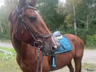 hästar Mångsidig familjehäst - Annons 13