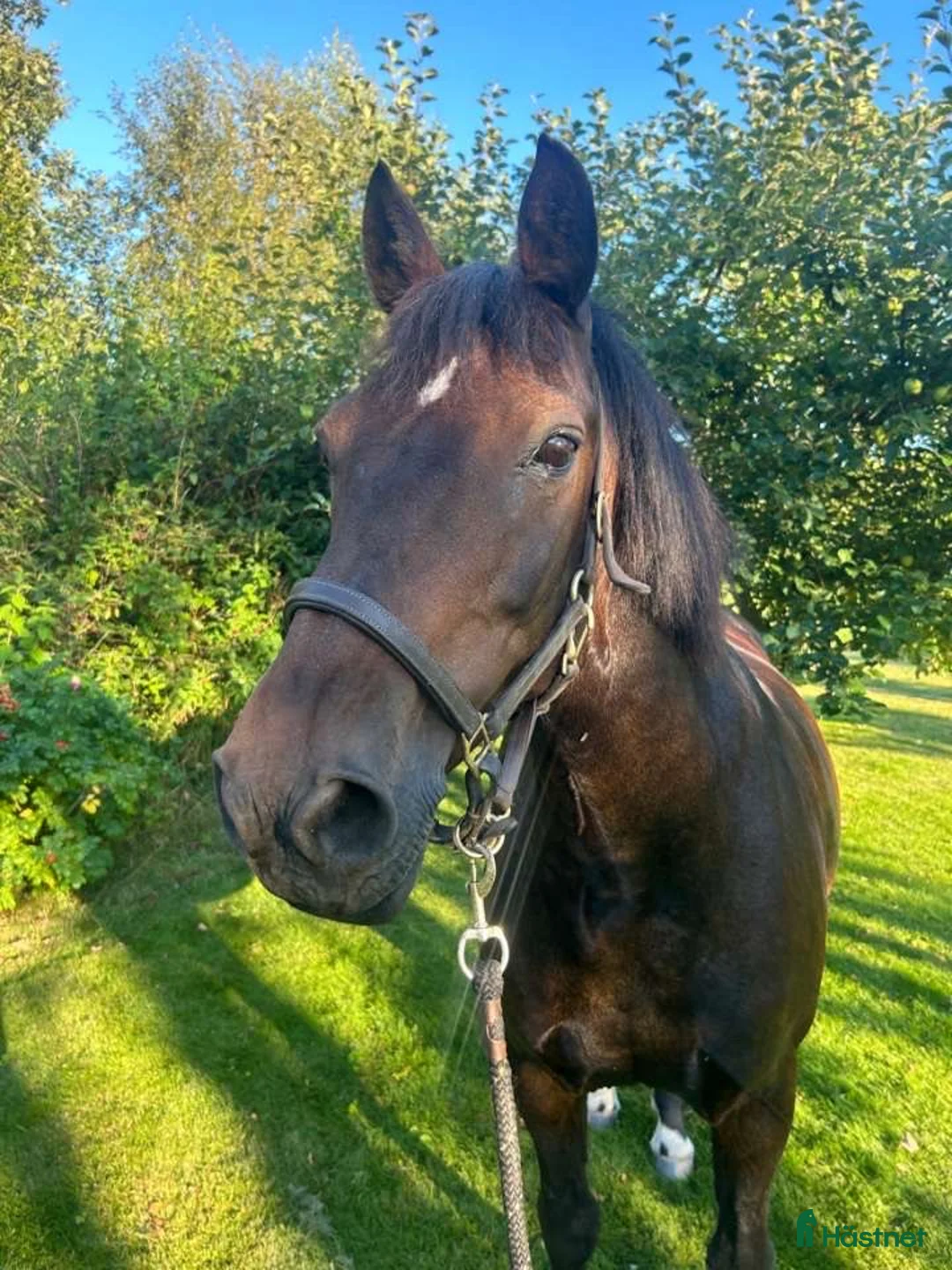 Allround hästar till salu: Maxad C-ponny, New Forest - Annons 1